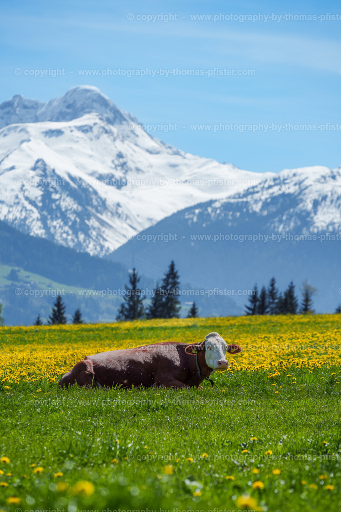 Frühling in Ried im Zillertal copyright  Thomas Pfister-12 | PHOTOGRAPHY BY THOMAS PFISTER