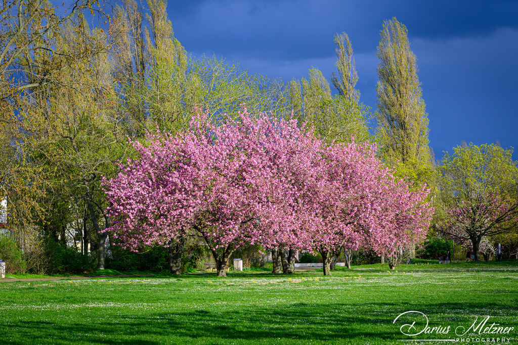 Mainz-Kastel | Mainz-Kastel