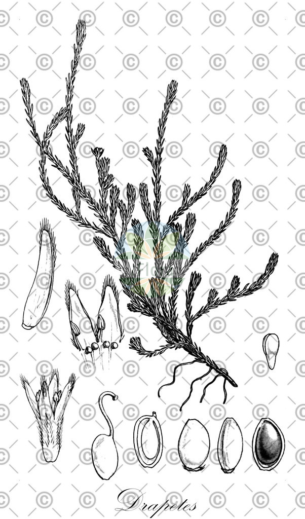 HistAbb_wfo-0000656603_1_ENZY_Simple | Historische Abbildung von Drapetes - Thymelaeaceae | Historical Illustration of Drapetes - Thymelaeaceae