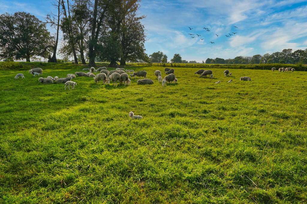 Hinter der Elbe bei Graditz | Fotos als Raumschmuck - Realisiert mit Pictrs.com