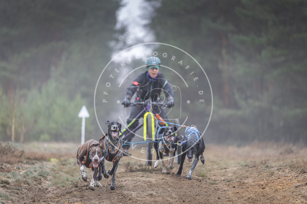 Pfotenfotografie_DV3A0328 | Hundefotografie, Tierfotograf, Pfotenfotografie, Fotoshooting Hund, Hunde Portrait, Hundesport, Hundeportraits, Heideshooting, Hunde, Sportfotograf, Hundefotograf, Turnierhundsport, THS,  - Realisiert mit Pictrs.com