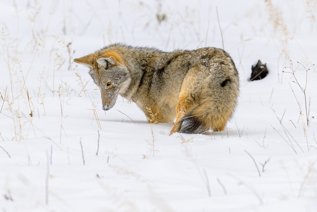 2024-247 | Kojote in der Nähe des Madison River. - Realisiert mit Pictrs.com