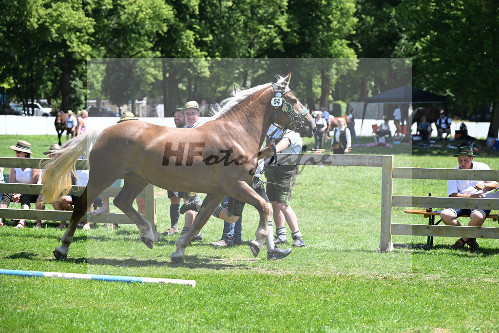 Kat-Nr. 54 Petra v. Sir_Hipp_18250956 | hf-fotografie - Realizzato con Pictrs.com
