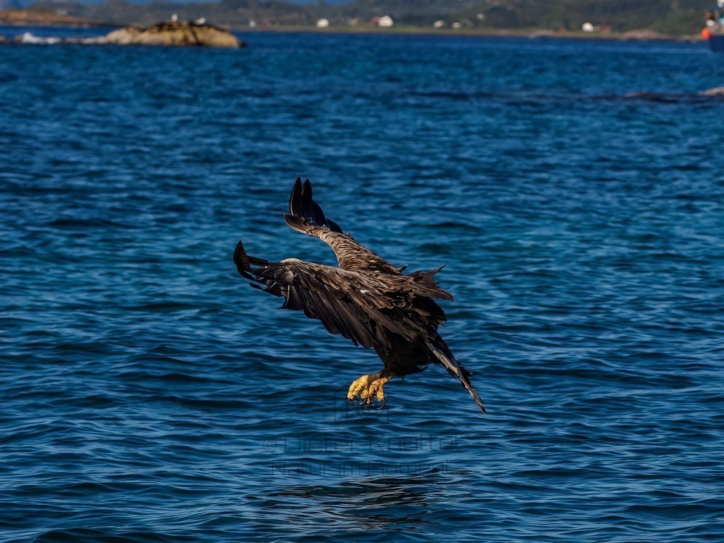 P1001615-LR-topaz-denoise-enhance | Natur im Moment - Realisiert mit Pictrs.com