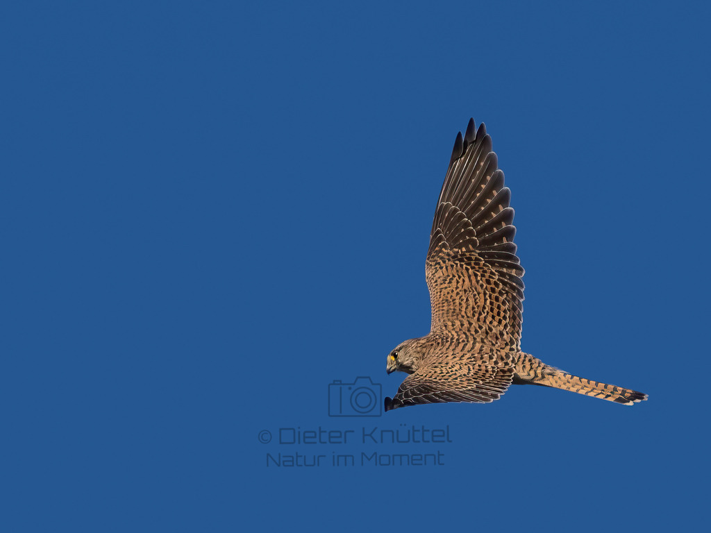 P1610531-Bearbeitet-2022-2-Bearbeitet-2022-LR | Natur im Moment - Realisiert mit Pictrs.com