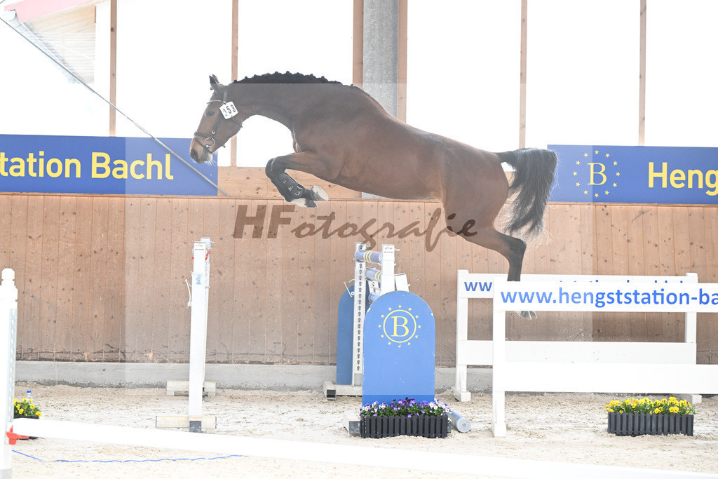 Kat-Nr. 53 Condessa M v. Van Cordoba_Mayer_5250473 | hf-fotografie - Realisiert mit Pictrs.com