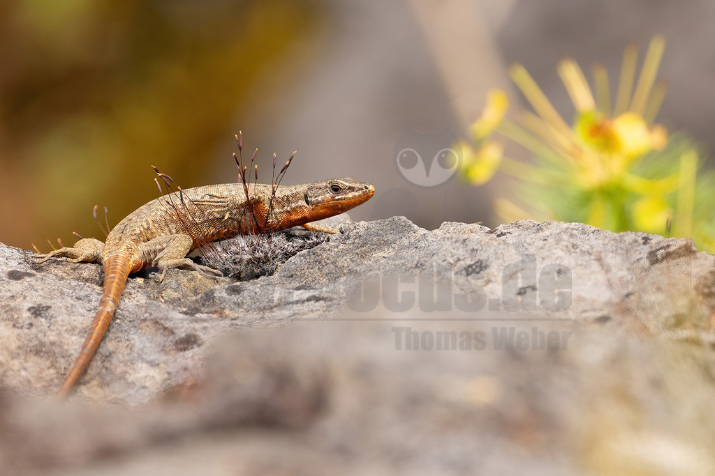 R5NF2944_20240622 | Die Mauereidechse gehört zur Klasse der Kriechtiere, der Familie der Echten Eidechsen und zur Gattung der Mauereidechsen. Sie wurde von der Deutschen Gesellschaft für Herpetologie und Terrarienkunde zum Reptil des Jahres 2011 ausgerufen. - Realisiert mit Pictrs.com