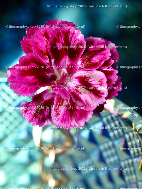 titusgraphy_PC151987-vz-ln | titusgraphy-shop: Geschenkideen mit Qualitätsfotos. titusgraphy-shop: gift ideas with quality photos. titusgraphy-shop: idées cadeaux avec photos de qualité.  - Realisiert mit Pictrs.com