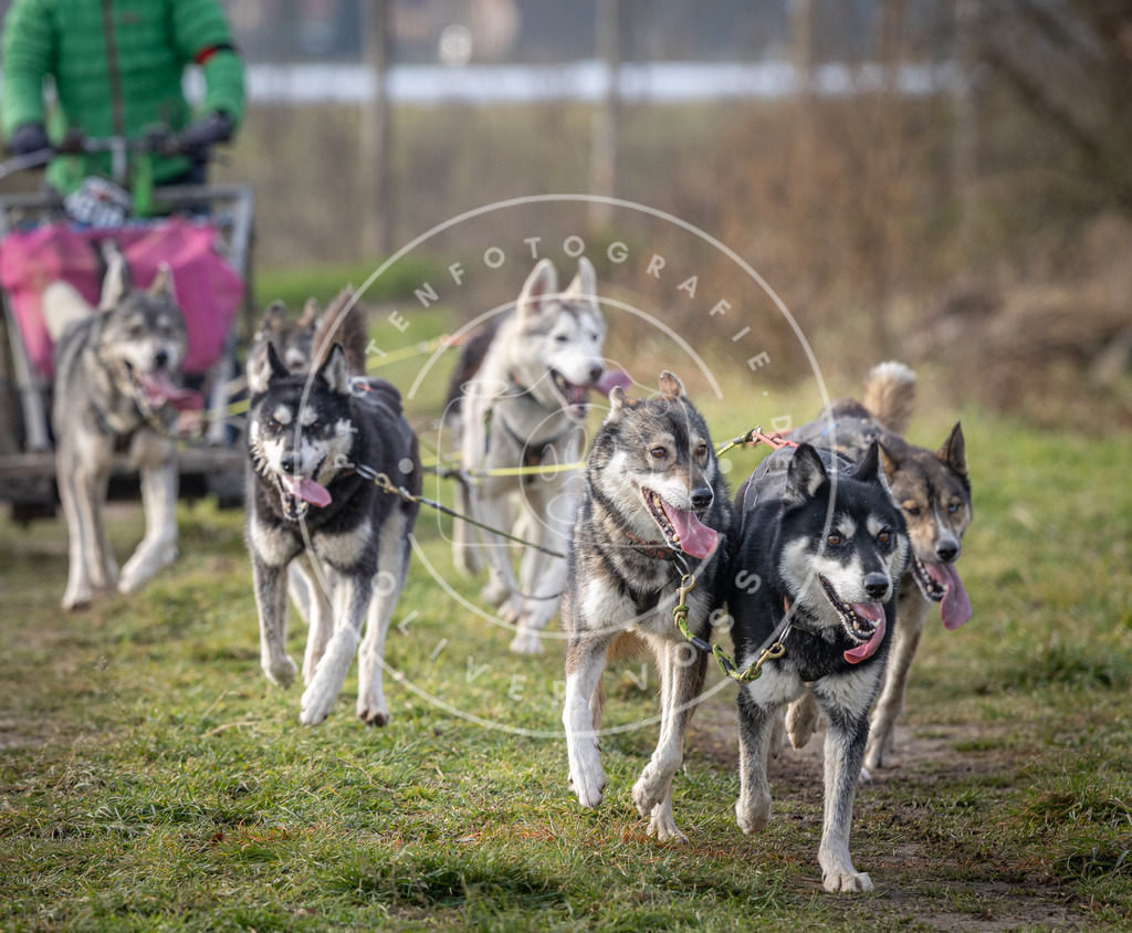 Pfotenfotografie_DV3A6865 | Hundefotografie, Tierfotograf, Pfotenfotografie, Fotoshooting Hund, Hunde Portrait, Hundesport, Hundeportraits, Heideshooting, Hunde, Sportfotograf, Hundefotograf, Turnierhundsport, THS,  - Realisiert mit Pictrs.com