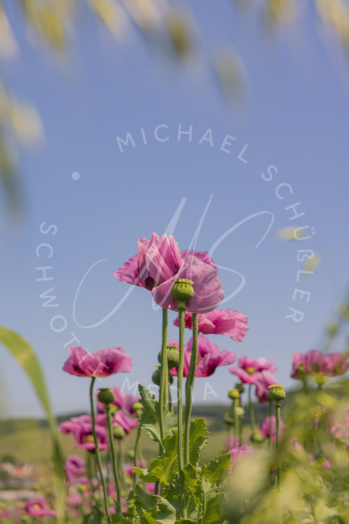 2023-05-29 Pink Poppies Erlenbach Oelmuehle - 098 | Schwotte Media - Realisiert mit Pictrs.com