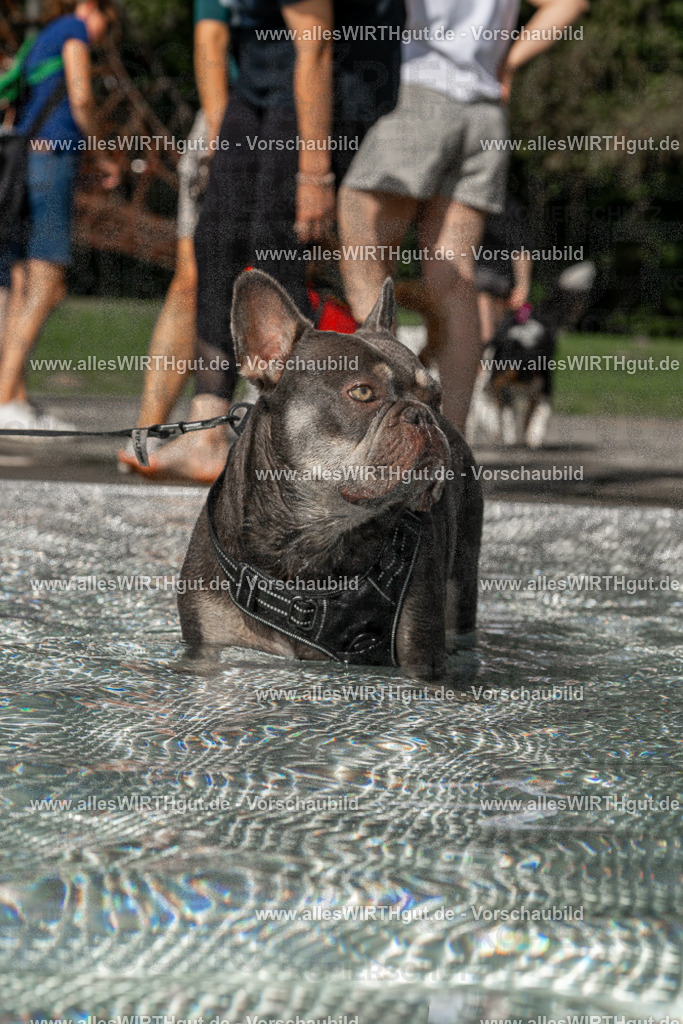 Hundeschwimmen_Volksbad_2026-allesWIRTHgut_Tierfotografie-2609061524-FAY07211 | Professionelle Tierfotografie in Mönchengladbach von Daniel Wirth (allesWIRTHgut). Liebevolle & natürliche Bilder von Hunden & Katzen für unvergessliche Erinnerungen.