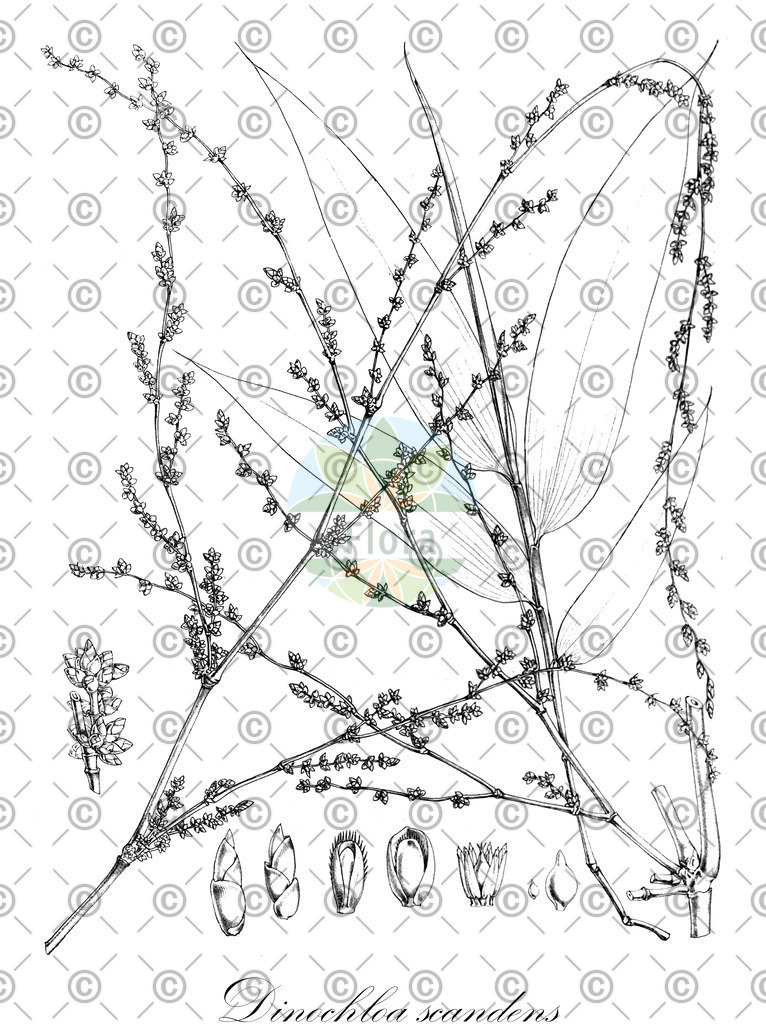 HistAbb_622D3_3_ENZY_Simple | Historische Abbildung von Dinochloa scandens - Poaceae | Historical Illustration of Dinochloa scandens - Poaceae