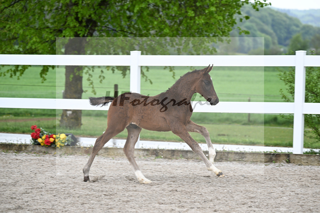 Kat-Nr. 31 HF St. Noble x Sezuan_Fetzer_23261209 | hf-fotografie - Realisiert mit Pictrs.com