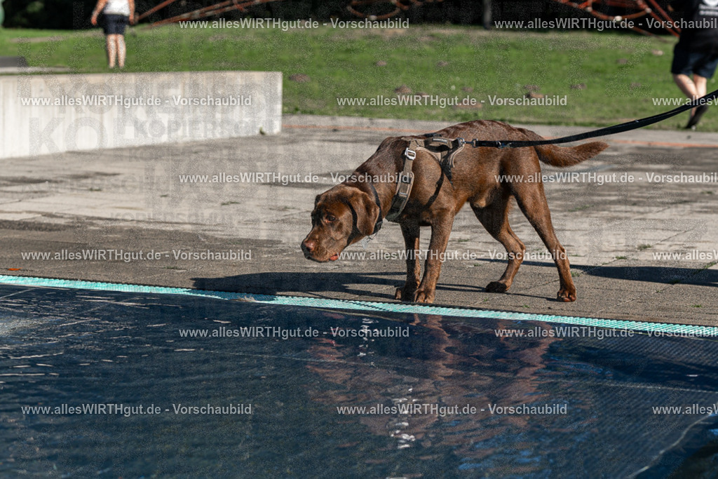 Hundeschwimmen_Volksbad_2026-allesWIRTHgut_Tierfotografie-2609061037-FAY05951 | Professionelle Tierfotografie in Mönchengladbach von Daniel Wirth (allesWIRTHgut). Liebevolle & natürliche Bilder von Hunden & Katzen für unvergessliche Erinnerungen.