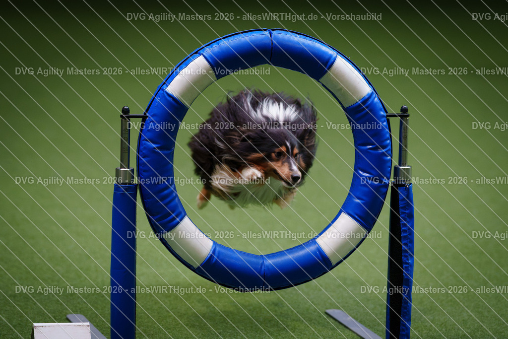 allesWIRTHgut_Tierfotografie-DVG_Agility_Masters_2026-09_27-7R509296 | Professionelle Tierfotografie in Mönchengladbach von Daniel Wirth (allesWIRTHgut). Liebevolle & natürliche Bilder von Hunden & Katzen für unvergessliche Erinnerungen.