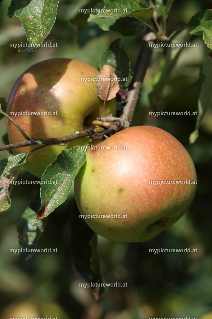 Kulturapfel-006 | Das Bilderarchiv über Tiere, Planzen und Landschaften. In der Bilddatenbank finden Sie ein große Auswahl an hochwertigen Bilder für Ihre Werbung - Realisiert mit Pictrs.com