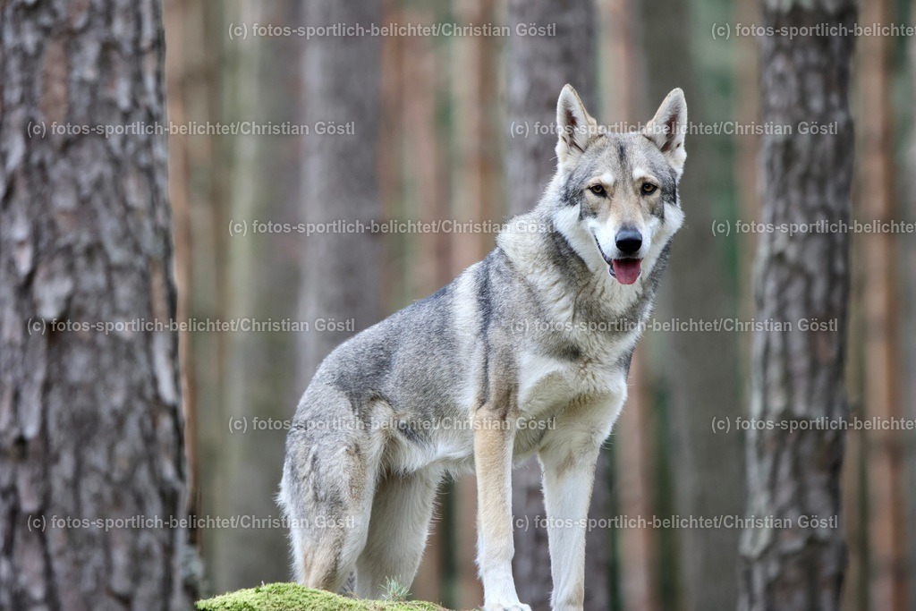2X5A3509 | fotos-sportlich-belichtet - Realisiert mit Pictrs.com