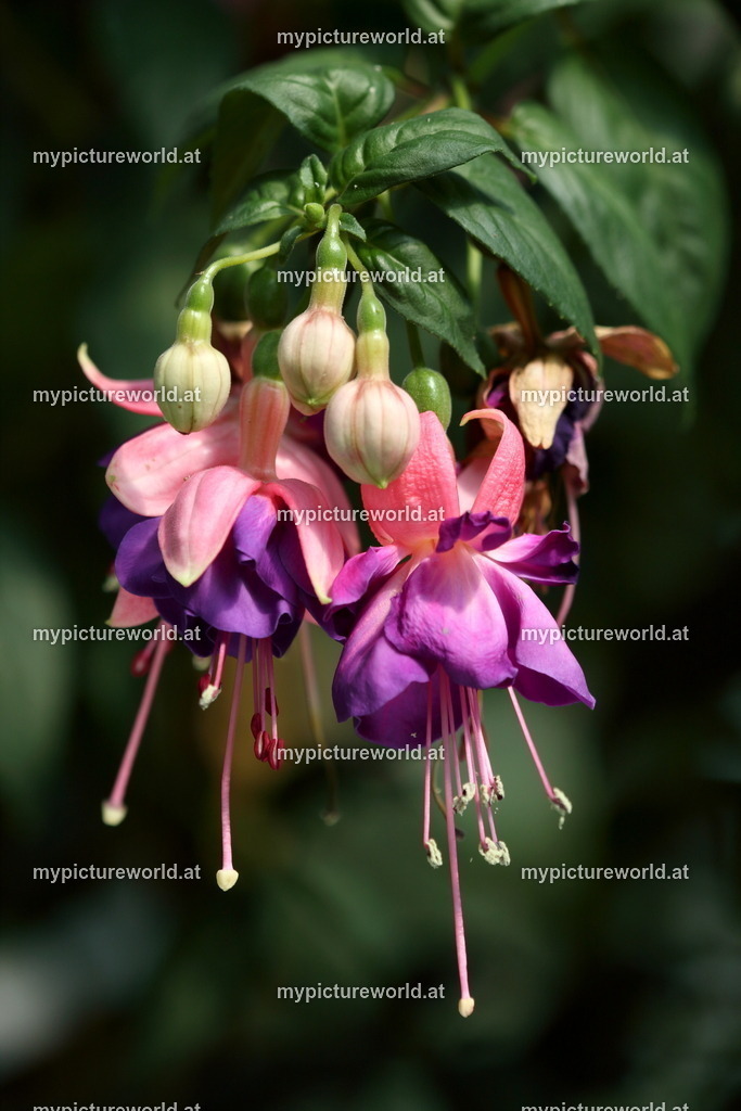 Fallschirmspringer-Fuchsie-001 | Das Bilderarchiv über Tiere, Planzen und Landschaften. In der Bilddatenbank finden Sie ein große Auswahl an hochwertigen Bilder für Ihre Werbung - Realisiert mit Pictrs.com