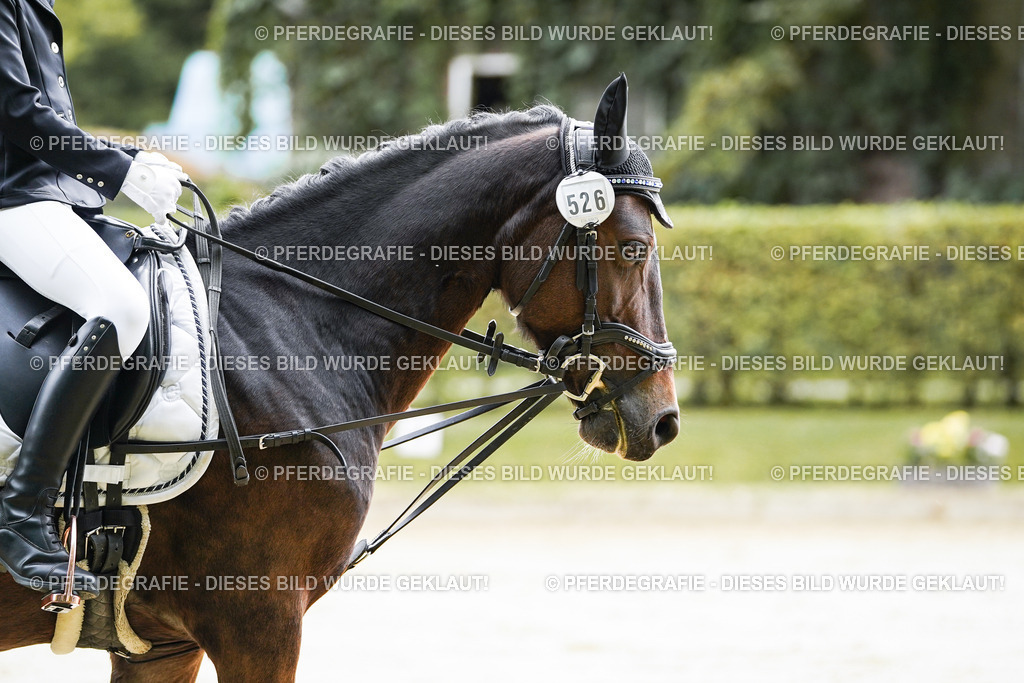 DSC05113 | Pferdegrafie