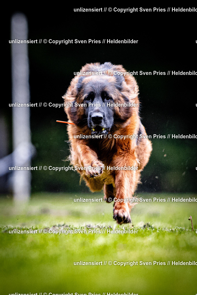 Sven Pries | 2025-10-03 - Hunderennen Obergrombach - Realisiert mit Pictrs.com