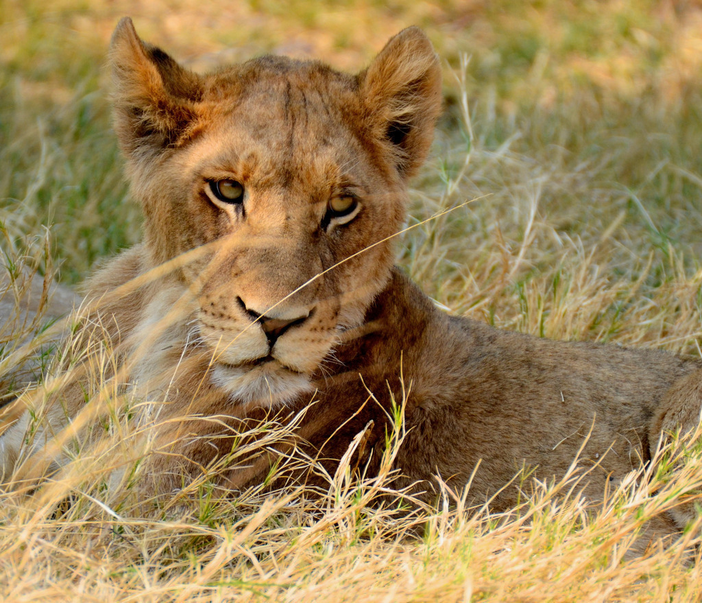 DSC_2026 | Ich fotografiere aus Leidenschaft auf meinen Reisen und im Rhein- / Ruhrgebiet , Landschaften, Tiere und Porträts. 

Kaufen Sie die Bilder (u.a. Venedig, Südtirol, Galapagos, Düsseldorf, Indien, Blumen etc.) in einer geschützten Galerie bequem online. - Realisiert mit Pictrs.com