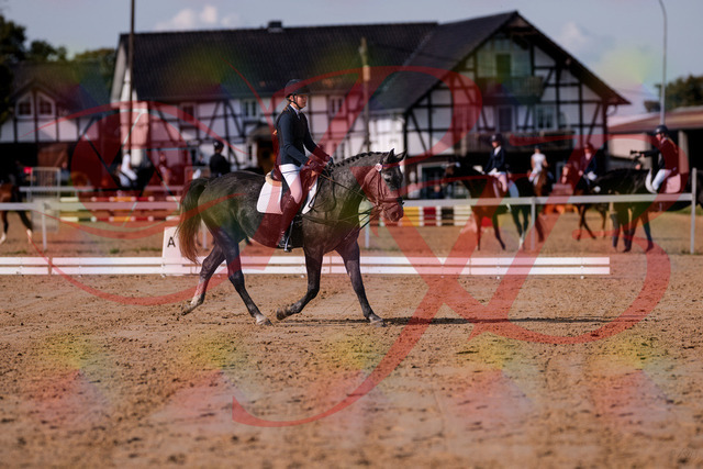 2026_10_03_Siefer-Hof_120022_Z81_01842325 | Professionelle Reitsport-, Turnier- und Eventfotografie von Robert Broda. Galerien mit ausgewählten und bearbeiteten Bildern direkt online ansehen und bestellen.