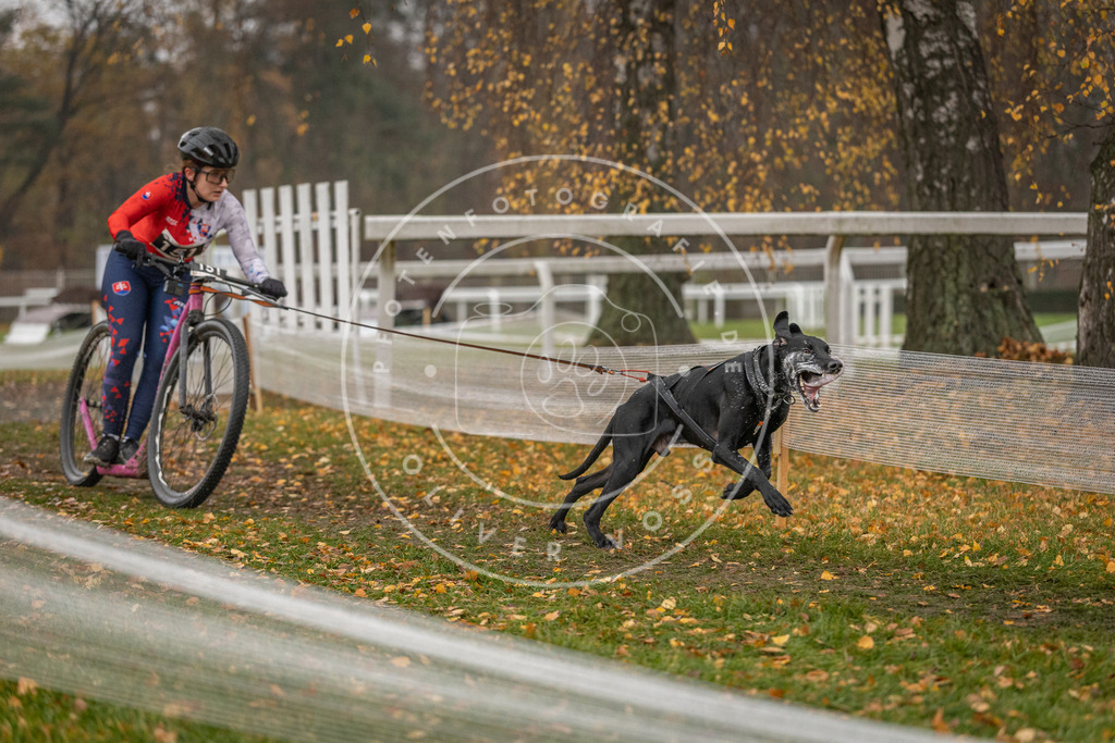 CaniXpix_DV3A7840 | Hundefotografie, Tierfotograf, Pfotenfotografie, Fotoshooting Hund, Hunde Portrait, Hundesport, Hundeportraits, Heideshooting, Hunde, Sportfotograf, Hundefotograf, Turnierhundsport, THS,  - Realisiert mit Pictrs.com