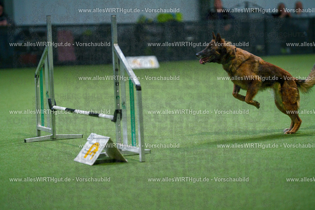 7R500939 | Professionelle Tierfotografie in Mönchengladbach von Daniel Wirth (allesWIRTHgut). Liebevolle & natürliche Bilder von Hunden & Katzen für unvergessliche Erinnerungen.