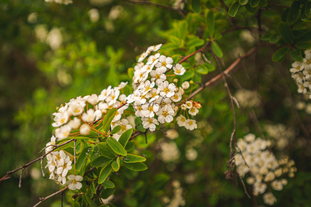 Die weißen Blüten von einer Frühlingsspiere | Die weißen Blüten von einer Frühlingsspiere (Spiraea thunbergii), Kunitz, Thüringen, Deutschland - Realisiert mit Pictrs.com
