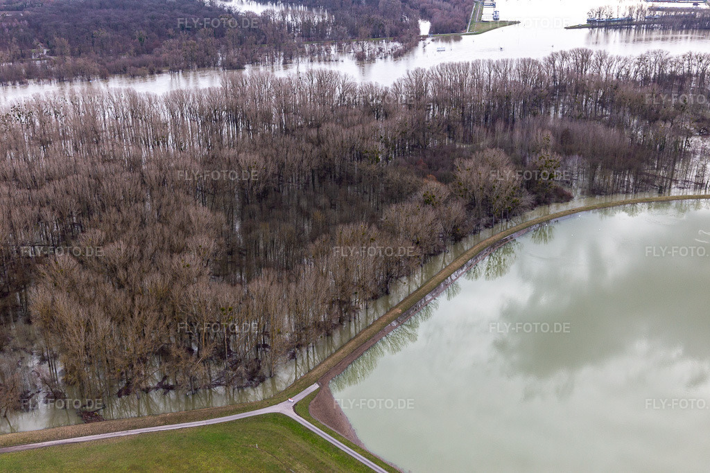 Luftbild: Überfluteter Altrhein Hörnel in Wörth am Rhein im Bundesland Rheinland-Pfalz in Deutschland. Foto: IMG_124217.jpg vom 04.02.2021 durch Werner Riehm/FLY-FOTO.de