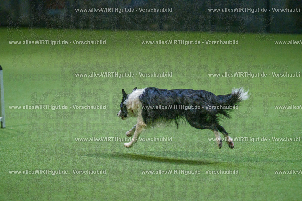 7R501031 | Professionelle Tierfotografie in Mönchengladbach von Daniel Wirth (allesWIRTHgut). Liebevolle & natürliche Bilder von Hunden & Katzen für unvergessliche Erinnerungen.