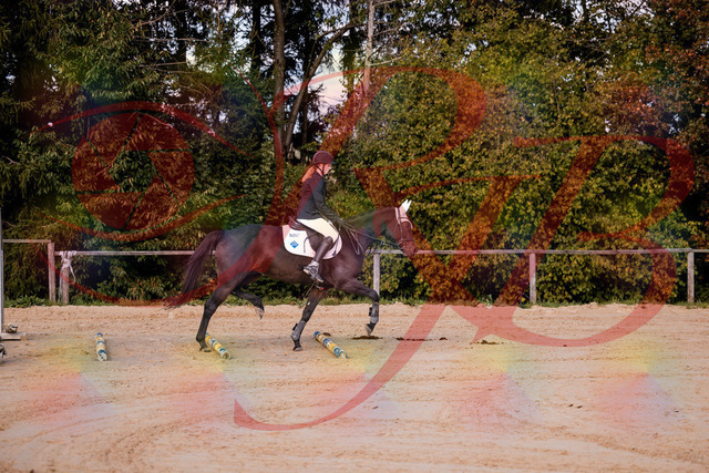 2026_10_03_Siefer-Hof_145847_Z81_40426119 | Professionelle Reitsport-, Turnier- und Eventfotografie von Robert Broda. Galerien mit ausgewählten und bearbeiteten Bildern direkt online ansehen und bestellen.