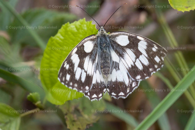 202022 | Tierfotografie, Tierkalender, Tierbilder, Insekten, Spinnen, Vögel, Schmetterling, Libellen, Leinwand, Colorkey, Qualität, Geschenkartikel, Geschenk - Realisiert mit Pictrs.com