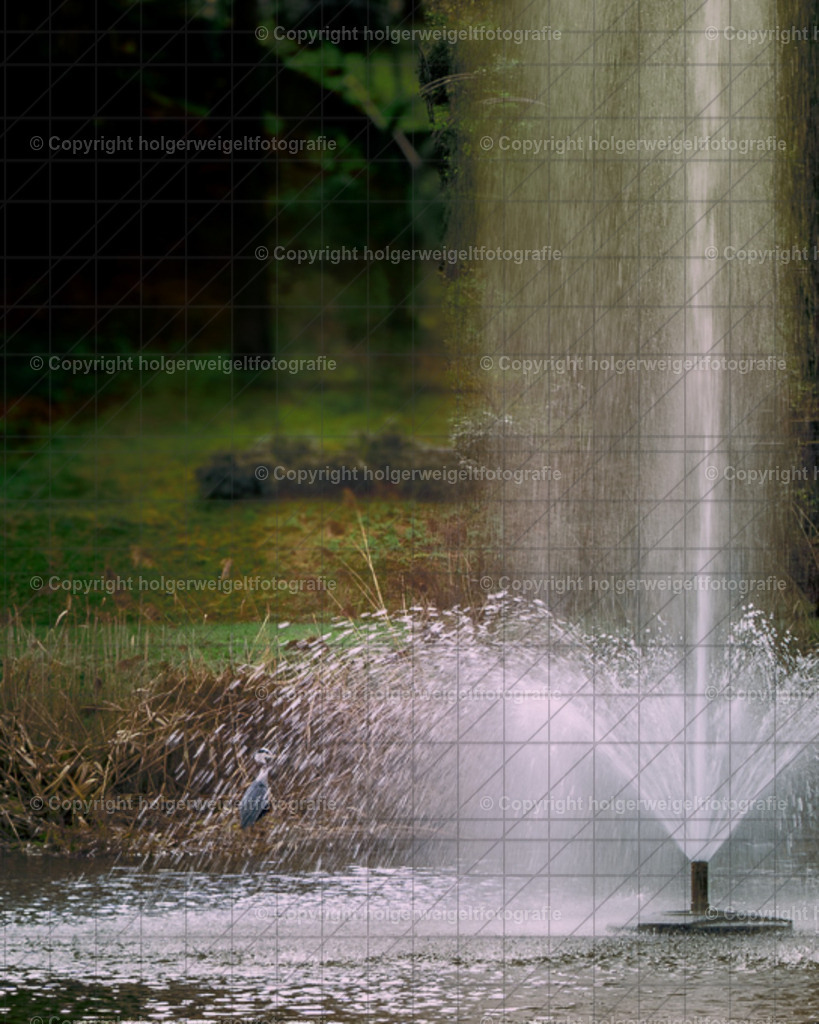Ein Graureiher im Duschzauber der Wasserfontäne  | Kaufen sie online außergewöhnliche Fotografien auf Leinwand Acrylglas Fotoprint Aludibond von holgerweigeltfotografie - Realisiert mit Pictrs.com