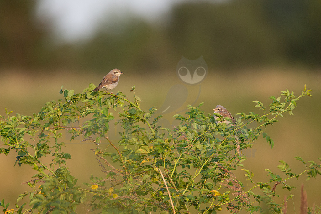 20120729182101 | Der Neuntöter oder Rotrückenwürger ist eine Vogelart aus der Familie der Würger und in Mitteleuropa die häufigste Würgerart. Er ist vor allem durch sein Verhalten bekannt, Beutetiere auf Dornen aufzuspießen. Zu seiner Nahrung zählen vorwiegend Großinsekten, aber auch kleine Säugetiere und Vögel. - Realisiert mit Pictrs.com