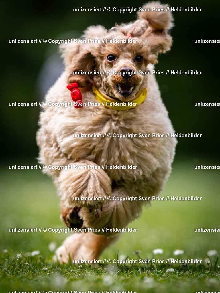 Sven Pries | 2025-05-29 - Pudelrennen KA-Durlach - Realisiert mit Pictrs.com