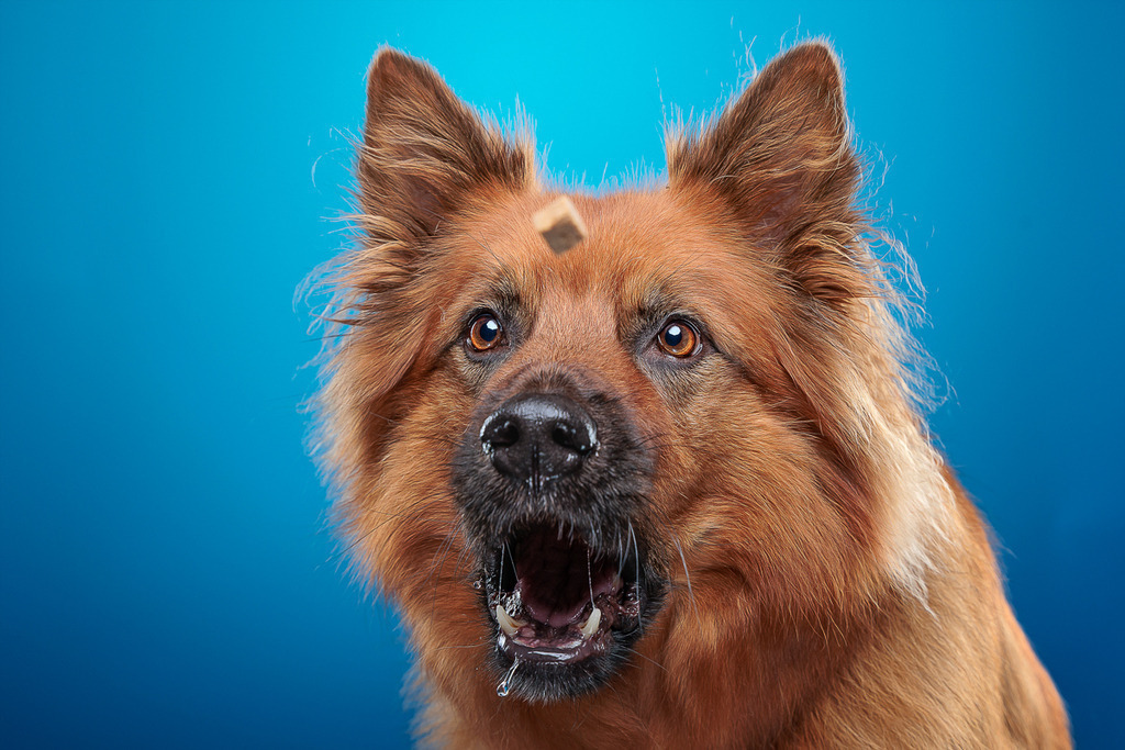 Nickbest-Hundefotografie Bremen Blumenthal-2342 | Dein Hund! Dein Moment! Deine Erinnerungen! Hundefotografie in Bremen Blumenthal. Ich fange die besonderen Momente deines Vierbeiners ein – ob Indoor mit Blitzanlage oder in der freien Natur. Sicher dir dein Moment und dein Termin für eure Erinnerungen.