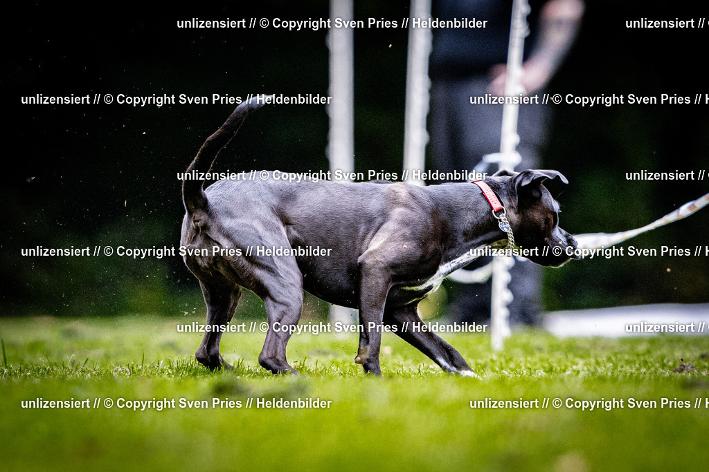 Sven Pries | 2025-10-03 - Hunderennen Obergrombach - Realisiert mit Pictrs.com