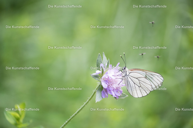 Manuela Strombach-Gauss-0187 | Kunstdruck-Postkarten von, analog und digital, handgemalten Postkarten und Bildern.
Außerdem Fotoprodukte in verschiedenen Ausführungen.
 - Realisiert mit Pictrs.com