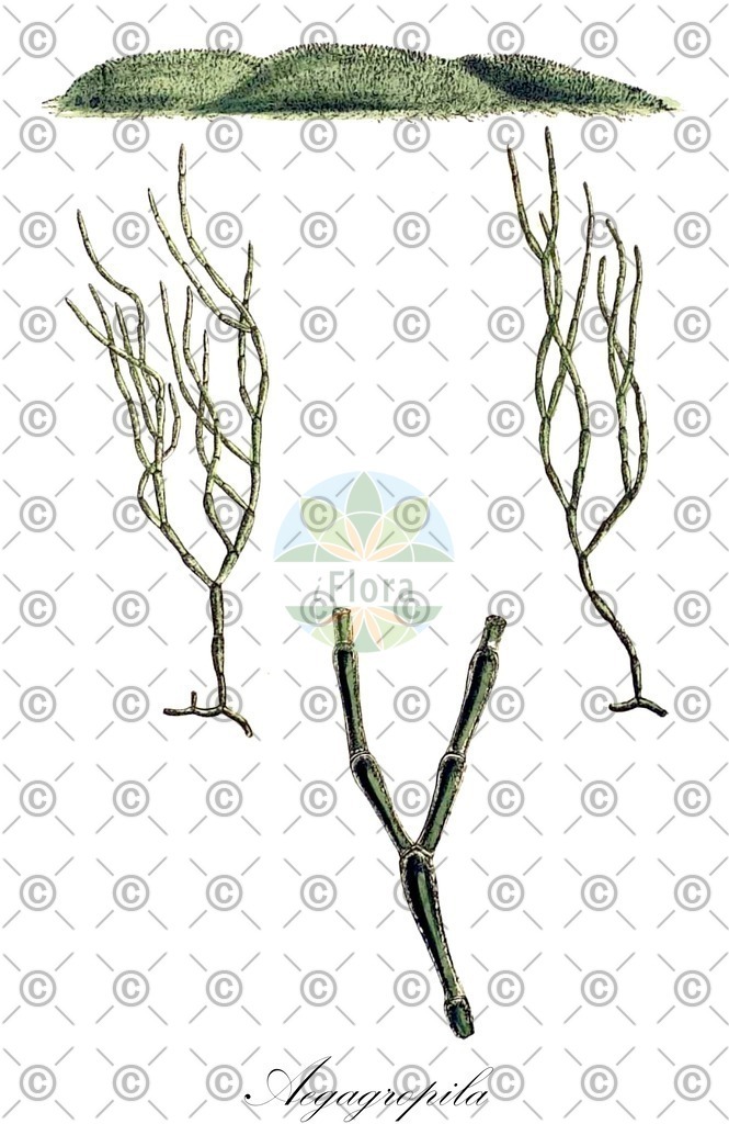 HistAbb_PH7_1_ENZY_Simple | Historische Abbildung von Aegagropila - Cladophoraceae (0) | Historical Illustration of Aegagropila - Cladophoraceae (0)