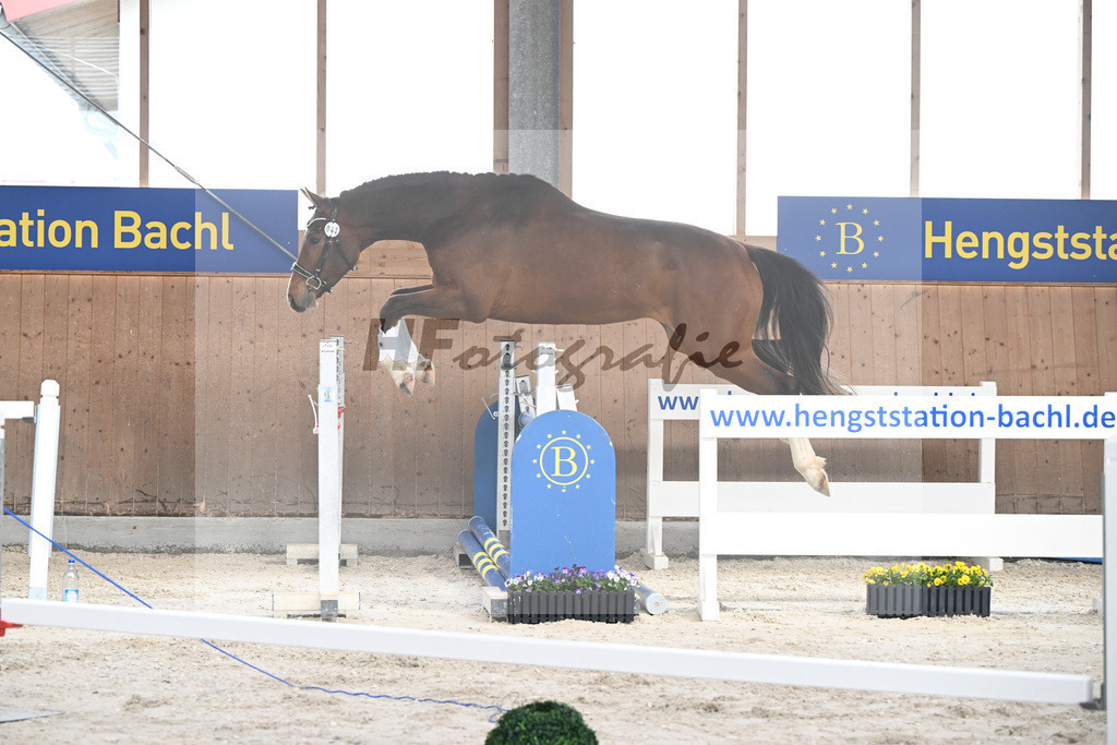 Kat-Nr. 42 Desperado v. Diago_Grundner_5250558 | hf-fotografie - Realizzato con Pictrs.com