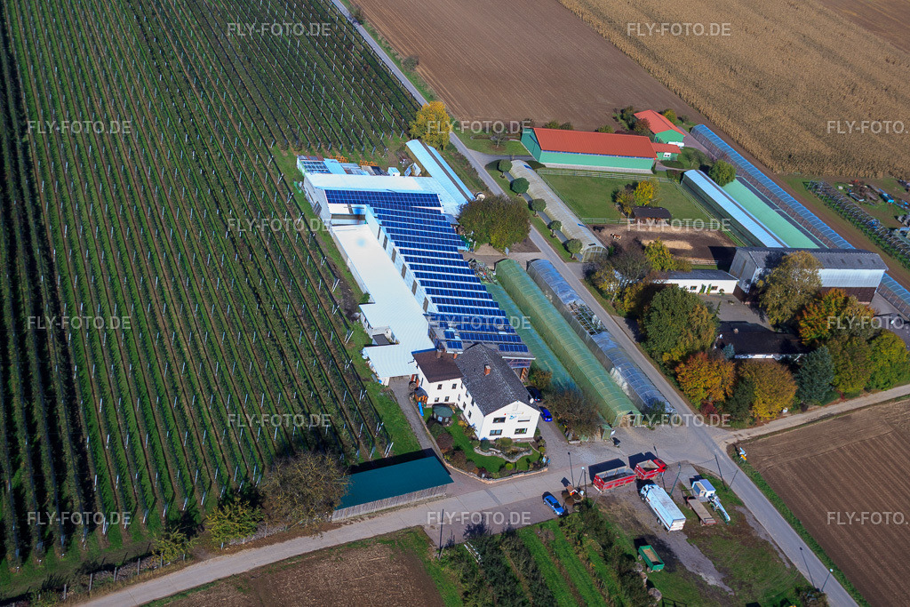 Obst- und Spargelhof Zapf | Luftbild: Obst- und Spargelhof Zapf in Kandel im Bundesland Rheinland-Pfalz in Deutschland. Foto: IMG_34959.jpg vom 26.10.2010 durch Werner Riehm/FLY-FOTO.de - Realisiert mit Pictrs.com