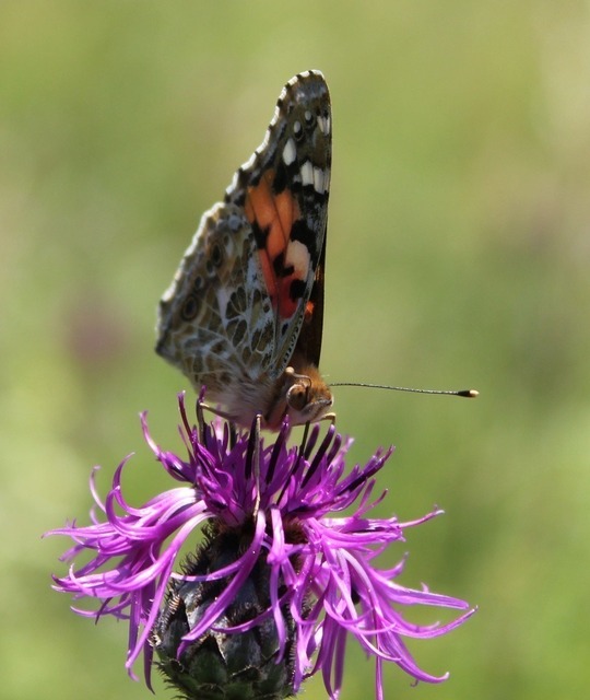 Distelfalter3 | Verkauf von Fotos und  Videoclips zumThema Natur.Motive sind Pflanzen, Tiere, Landschaftenund Wetter - Realisiert mit Pictrs.com