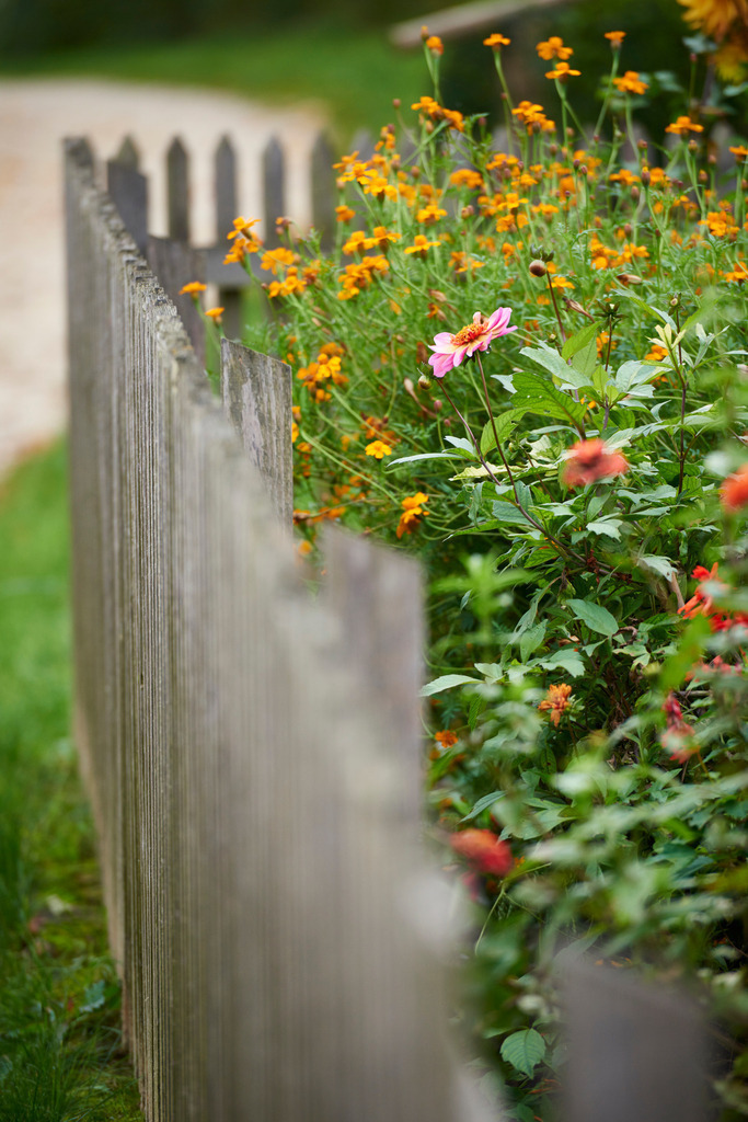 Bauerngarten im Herbst | Niedersulz, Austria - October 11, 2014: Bauerngarten im Herbst. - Realisiert mit Pictrs.com