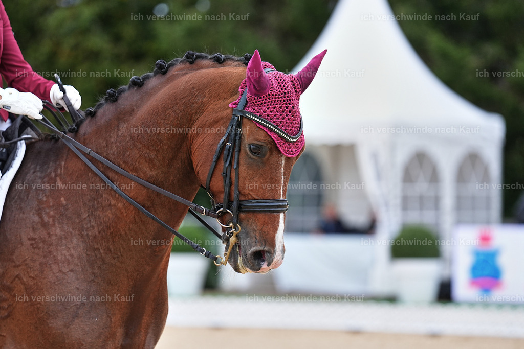 04_1-149-Dressur M__ -Marixx-2792 | working equitationturnier fotograf videograf stoibphotography marixx film working equitation deutschland reitsport turnierfotografie eventfotografie equestrian events