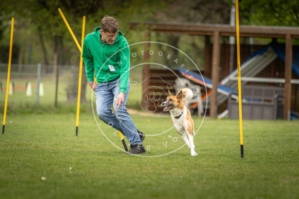 Pfotenfotografie_DV3A2105 | Hundefotografie, Tierfotograf, Pfotenfotografie, Fotoshooting Hund, Hunde Portrait, Hundesport, Hundeportraits, Heideshooting, Hunde, Sportfotograf, Hundefotograf, Turnierhundsport, THS,  - Realisiert mit Pictrs.com