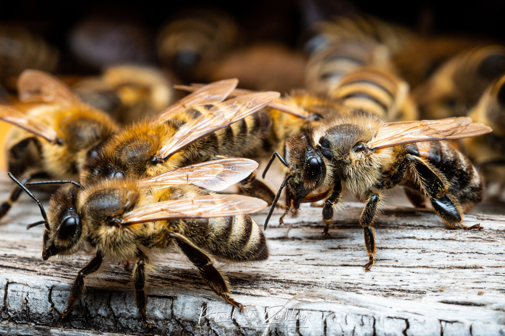 Workingbees-Zöchling (11) | Patrick Zöchling - Realisiert mit Pictrs.com