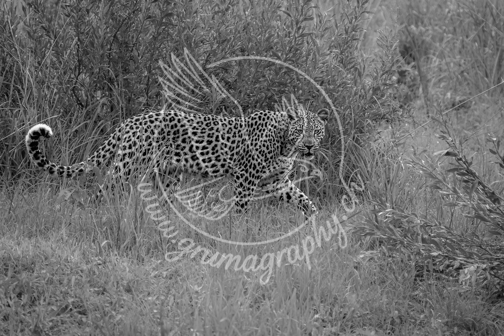 silent form - leopard_ botswana_swx | Fine-Art Wildlife Fotografie eines Leoparden im natürlichen Lebensraum – ruhig, authentisch und detailreich.