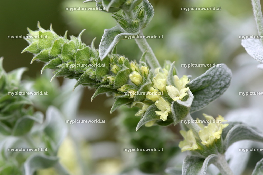 Griechischer Bergtee-001 | Das Bilderarchiv über Tiere, Planzen und Landschaften. In der Bilddatenbank finden Sie ein große Auswahl an hochwertigen Bilder für Ihre Werbung - Realisiert mit Pictrs.com