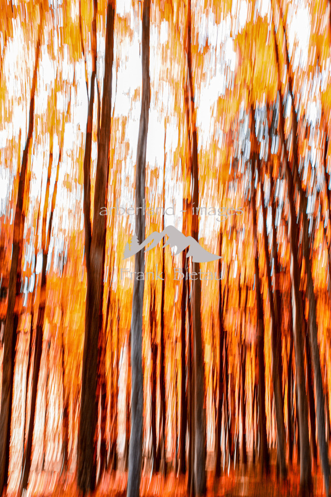 _93T9767 | Herbstwald